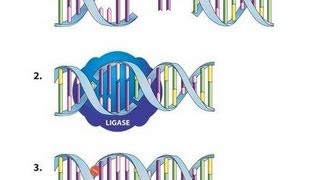 Ligation Using T4 DNA Ligase  Amrita University [upl. by Alahcim]