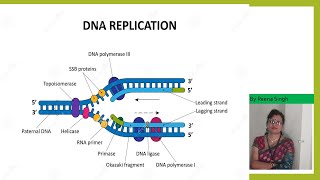 DNA Replication in Prokaryotes II NEETIIclass XIIshortsyoutubeshorts [upl. by Delinda991]