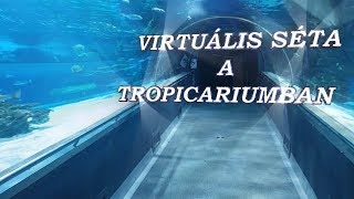 Virtuális séta a Tropicarium [upl. by Udelle]