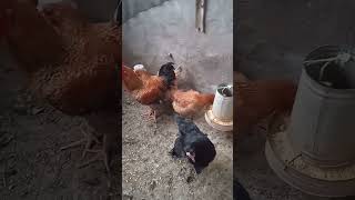 gallinas del campo criollas finca ginoe [upl. by Oibesue40]