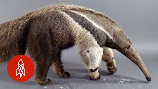 The Giant Anteater Carries On 25 Million Years and Counting [upl. by Karlens]