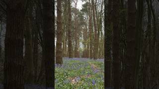 bluebells flowering early at Badby [upl. by Halli672]