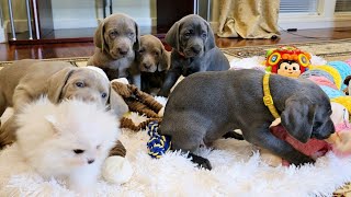 Pomeranian energized Weimaraner puppies [upl. by Nallek]