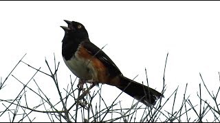 Tohi à flancs roux chant Eastern Towhee song [upl. by Allerbag]