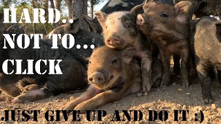 Quik Vid Muddy Piglets [upl. by Ahter]