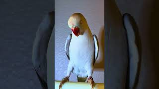 Adorable Bluey the Indian Ring Neck Parrot Talking in Robot Voice  Saying I Love You and Playing [upl. by Akima]