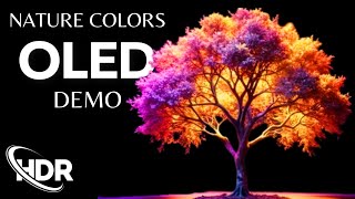 Best OLED Demo Nature Colors in HDR 60 FPS with Dolby Vision and Dolby Atmos [upl. by Zetrauq363]