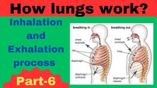 How Lungs work Inhalation and Exhalation process in UrduHindi  Breathing in and breathing out [upl. by Behrens132]