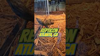 Repticon Atlanta Gabeardeddragon reptiles beardeddragonlife reptile shortsrepticon [upl. by Marrilee]