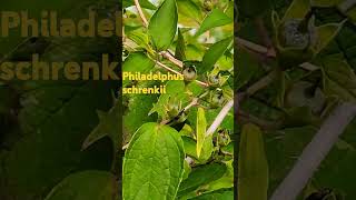 Philadelphus schrenkiibeautifulnatureuttarakhandmedicineplantsshortsviraltrendingyoutube [upl. by Hanyaz]