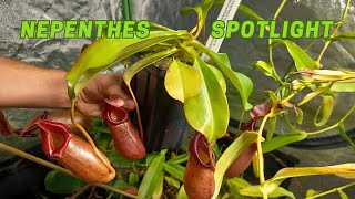 Nepenthes Spotlight Robcantleyi x Sibuyanensis x Ventricosa [upl. by Costello]