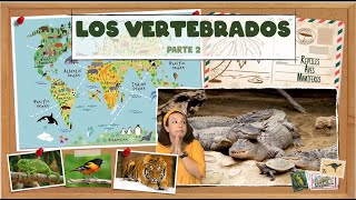 Los animales vertebrados  Parte 2  Reptiles aves y mamíferos BioESOsfera [upl. by Lanie]