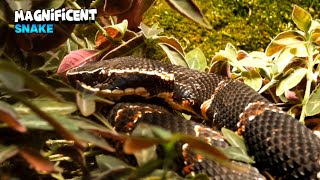 Impressive Beuty Of a Dynamic Snake Agkistrodon Taylori [upl. by Pauwles648]