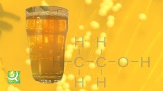 Science of Beer Tapping the Power of Brewers Yeast [upl. by Akemor950]