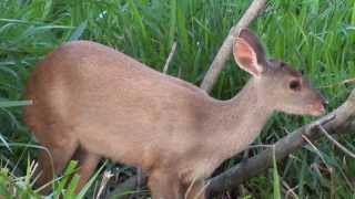 7 ESPÉCIES ANIMAIS DO CERRADO VEADO MATEIRO ANTA TATU GALINHA QUATI CAITITU CAMPEIRO TAMANDUÁ [upl. by Giuseppe]