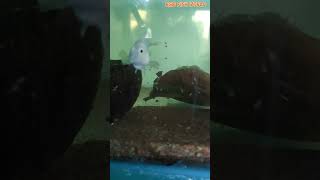 Platinum parrot fish breeding  Day 7 [upl. by Eelyah]