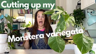 Monstera Variegata Propagation  Perlite  Plant with Roos [upl. by Ayek793]