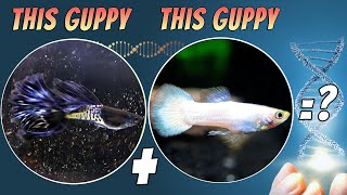 Guppy Cross Breeding Strains Hybrid Test 5  Creating Your Own Guppy Strain in the Aquarium [upl. by Reinal136]