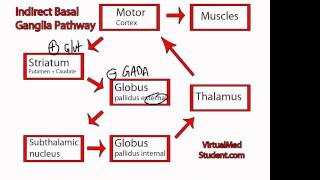 Basal Ganglia Indirect Pathway [upl. by Fisa]