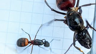 Camponotus cruentatus Spain vs Dinomyrmex gigas Singapore 27072024 [upl. by Atinra]