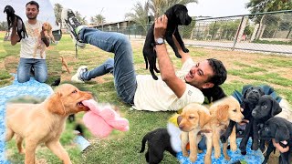 DOGS PUPS BOHAT MASTI KARNE lAG GAE [upl. by Amairam]