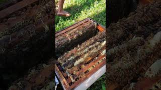 wild mountain thyme honey bee scene honey bee harvest harvesting wild honey in the forest [upl. by Stillas]