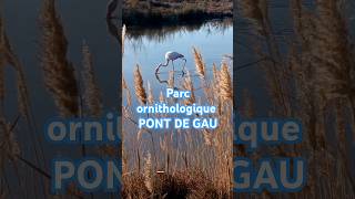 🦩 Balade au Parc ornithologique Pont de Gau  nature Camargue flamants roses [upl. by Elleral]