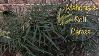 The ‘Soft Caress’ Mahonia  Plant spotlight  VLOG semojohomestead [upl. by Baler403]