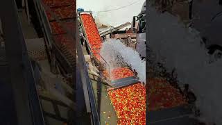 Descarregando tomate na base do jato dágua [upl. by Barbette]