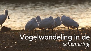 Vogelwandeling in de schemering 1338 [upl. by Derayne877]