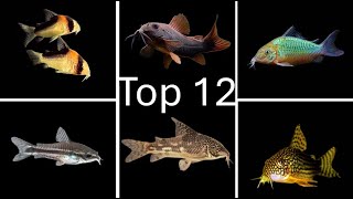 Top 12 Corydoras Catfish  The Ultimate List [upl. by Letrice]