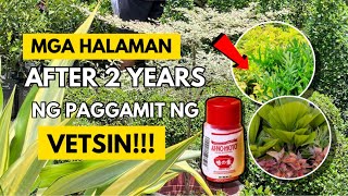 EVERYTHING YOU NEED TO KNOW ABOUT MSGVETSIN FERTILIZER [upl. by Brigitta]