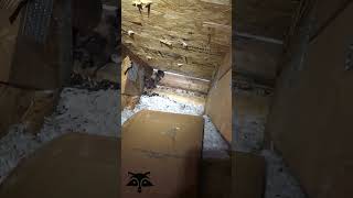 Bats in Attic [upl. by Claudy]