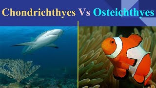 Chondrichthyes Vs Osteichthyes [upl. by Nairdna]