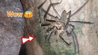 Wow Huge spiders are hugging each other 🕷️ [upl. by Vincents680]