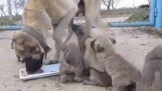 Kangal puppies 1 [upl. by Mali]