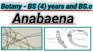 Anabaena  Filamentous blue  green algea  cyanobacteria  lecture in pushto [upl. by Sirehc]