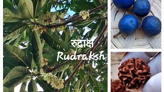 रुद्राक्ष  Brisbane  Australia  Rudraksha  Elaeocarpus ganitrus  Shiva  Positivity  Beads [upl. by Tonry]