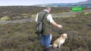 Labrador gun dog training [upl. by Osmo]