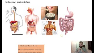 Fordøyelsessystemet del 1 [upl. by Eanrahs]