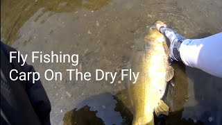 Fly Fishing  Carp On The Dry Fly 향어 드라이플라이낚시 [upl. by Asoramla]