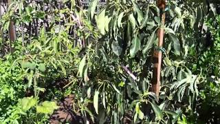 Avocado Tree Double Planting [upl. by Llahsram]