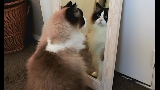 Cat tries to catch his own reflection in the mirror [upl. by Yerocal245]