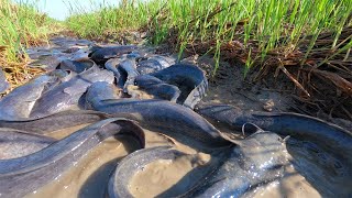 amazing a fisherman skill catch fish a lots in rice field by hand catch fish after harvest [upl. by Notniw]