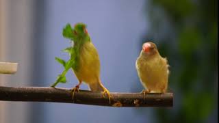 Star Finch dance  Exotic Birds [upl. by Selden775]