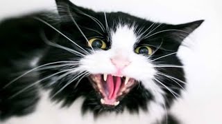 Male Cat Noises  Male Cat In Heat Sounds  Male Cat Calling Female  Male Cats In Heat Meowing [upl. by Ailisab]