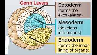 Gastrulation Germ Layer Derivatives 3rd week to 8th week of Development [upl. by Sancha]