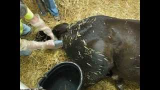 Pregnant Thoroughbred Mare in Labor Horse Giving Birth Foaling a Baby Colt [upl. by Smeaj]