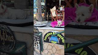 Zante greece holiday greece zate funny [upl. by Ahsieker]