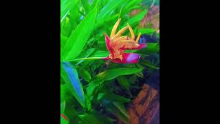 Heliconia plant [upl. by Bible]